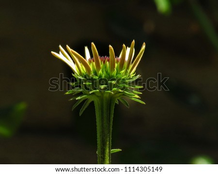 Echinacea flower bud