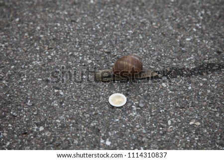 snail on the ground with 1 euro coin