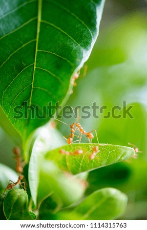 Ants are kissing like a wedding ceremony in nature and many ants.