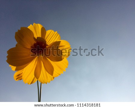 yellow cosmos flower images