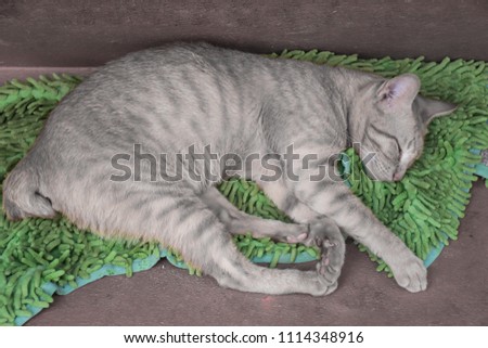 Tabby gray(Cat) sleep background view.