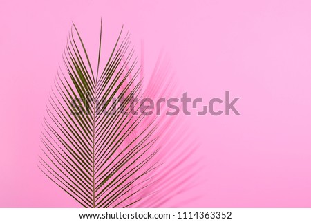 Palm leave on pastel pink background. Minimal concept. Flat lay.