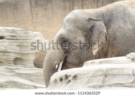 Elephant leaves behind the rock