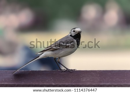 A Northern Mockingbird perched on a banch in a garden