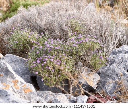 Wild thyme bushes blooming happily in Crete, Greece with its tiny little purple lilac flowers under the blue sky, spreading its herbal scent, macro photography                              