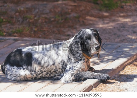 shaggy spaniel waiting for the owner on the street, in the summer sun, a lost animal