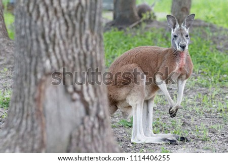Wild grey kangaroo resting.
Young cute wild grey kangaroo sitting and looking on the grass