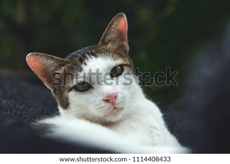White and short hair cat lying and looking at with copy space for insert text. 