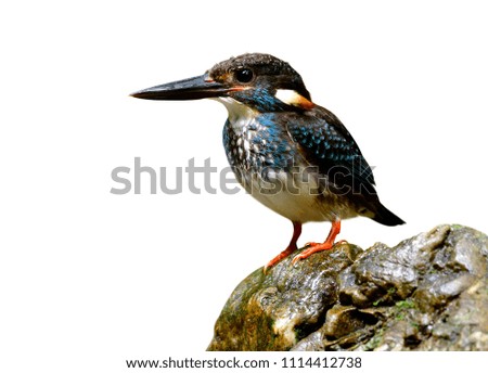 Blue-banded Kingfisher (Alcedo euryzona) standing on rock showing details from head beaks body wings tail and toes isolated on white background