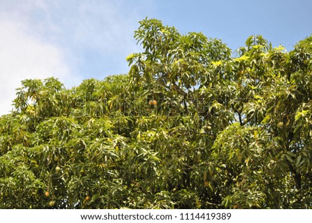 the mango tree