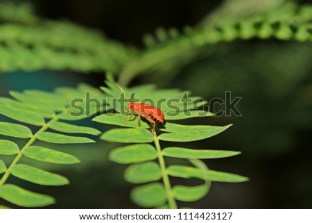 Ladybug on green leaf plant with natural black background , close up,macro photography