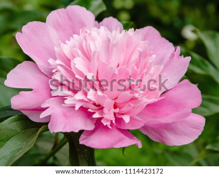 Pink peony flower on a natural background.