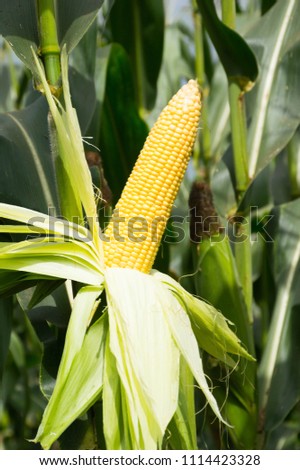 sweet corn cob on tree in local corn fields