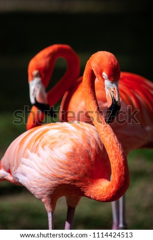 Portrait of a pair of flamingo birds in their natural environment.  Royalty-Free Stock Photo #1114424513