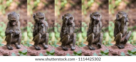 Composite of Baby Baboon showing various facial expressions