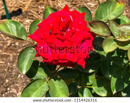 Beautiful Red Always and Forever Hybrid Tea Rose in Huntington Rose Garden in West Virginia. Red roses symbolize Bright, cheerful and joyful create warm feelings and provide happiness. 