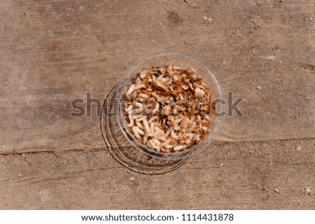 Many larvae for fishing in a  plastic jar on the old wooden background