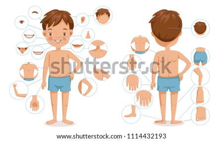 Boy body front view and rear view. Children with different parts of the body for teaching. Body details.The diagram shows the various external. parts of the body. Cartoon vector illustration isolated  Royalty-Free Stock Photo #1114432193