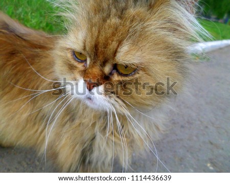 street cat wild
