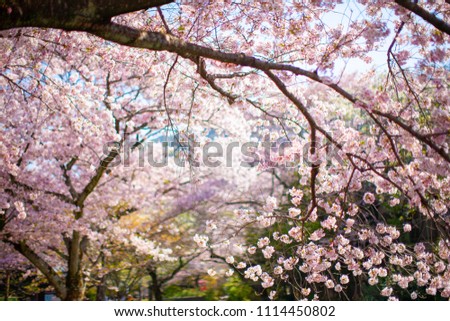 Spring in Kyoto, landscape with cherry blossoms
