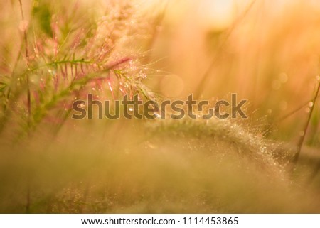 Close-up Water drops on flowers grass and sunrise background in the morning Vintage tone.