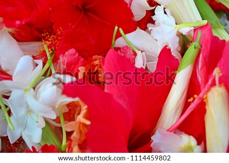 set of flowers, multicolored flowers