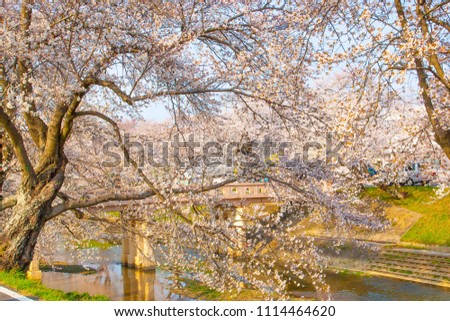 Cherry blossoms blooming in spring of Japan