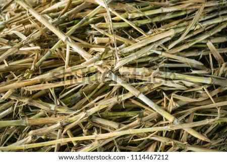 Close up Sugar cane.