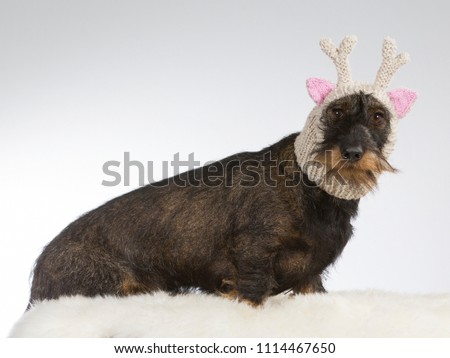 Funny dog picture. Wiener dog is wearing hand knitted deer hat with pink ears. Humor studio shot.