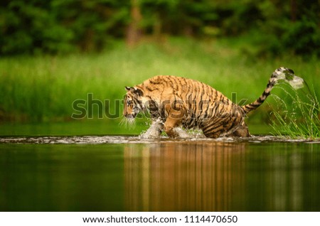 Siberian tiger, Panthera tigris altaica, low angle photo in direct view, running in the water directly at camera with water splashing around. Attacking predator in action. Tiger in taiga environment