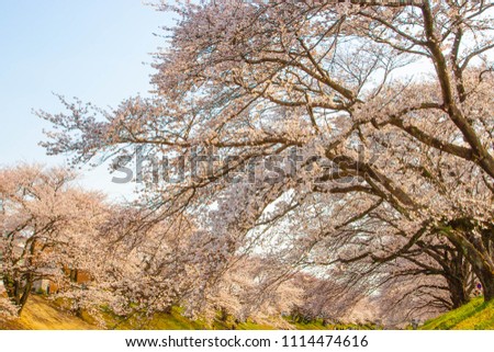 Cherry blossoms blooming in spring of Japan