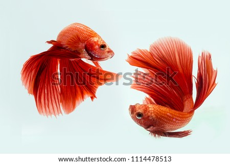 Beta Fish, Red Beta Fish, decorative fish, Aggressive Fish Royalty-Free Stock Photo #1114478513