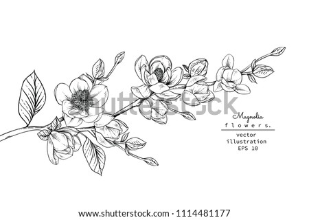 Sketch Floral Botany Collection. Magnolia flower drawings. Black and white with line art on white backgrounds. Hand Drawn Botanical Illustrations.Vector.