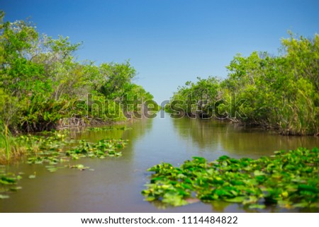 Swamp and Grass of Everglades National Park. Florida. USA. Royalty-Free Stock Photo #1114484822