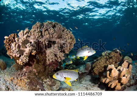 Coral Reef Fishes on Sipadan Island