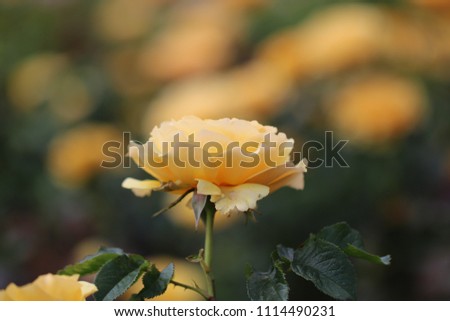 Yellow Apricot Rose