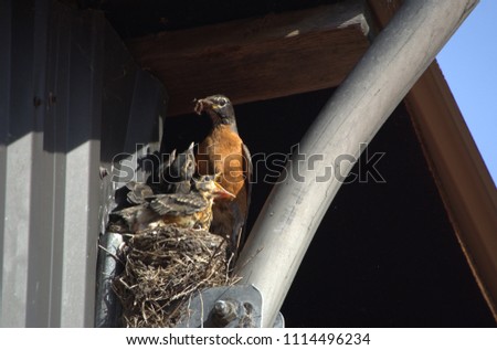 Nesting Baby Robins 