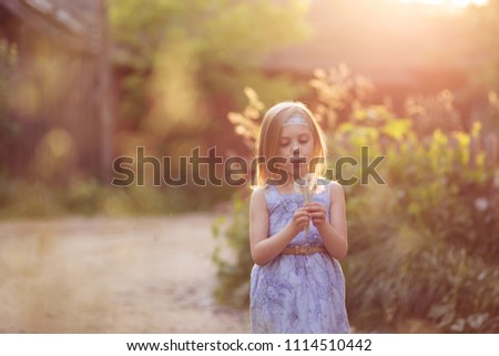 blond lovely girl 6 years old blowing on dandelions at sunset, evening sun