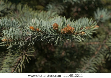 blue spruce close-up in spring