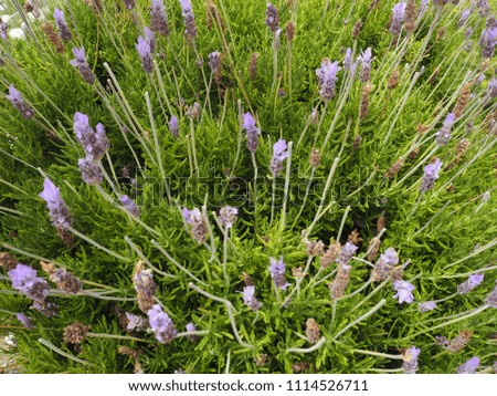Picture of first lavender in early summer.