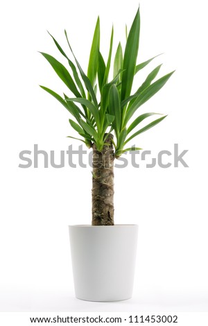 Houseplant - Yucca A potted plant isolated on white Royalty-Free Stock Photo #111453002