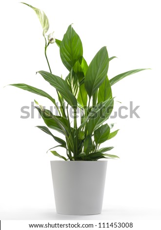 Peace Lilly A potted plant isolated on white Royalty-Free Stock Photo #111453008