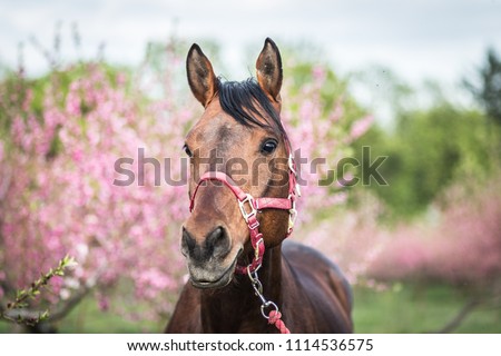 
A beautiful stallion of a Czech warmblood in a spring park