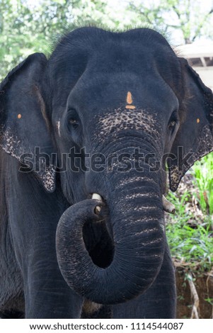 Close up picture of Indian elephant