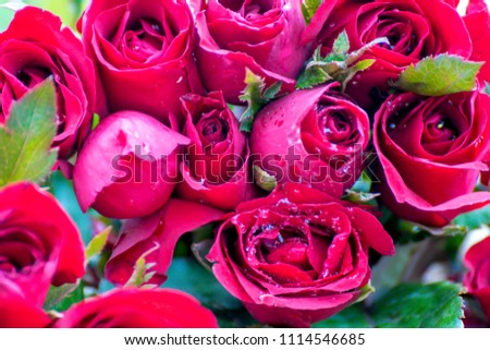 red roses with rain drops. natural background of roses.