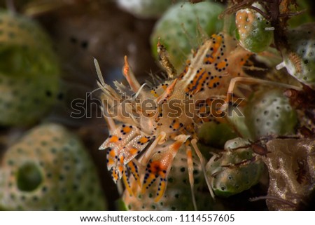 
Spiny tiger shrimp  (Phyllognathia ceratophthalma). Picture was taken in Anilao, Philippines