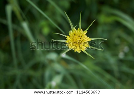 Tragopogon pratensis yellow flower