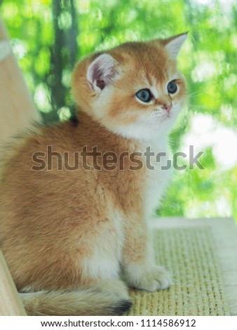 Cute black golden British Short-hair kitten sitting on wood toy and looking the other way with tree background