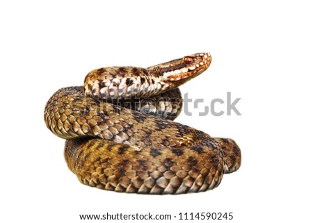 Vipera berus isolated over white background, full length snake ( european common adder, female ) Royalty-Free Stock Photo #1114590245
