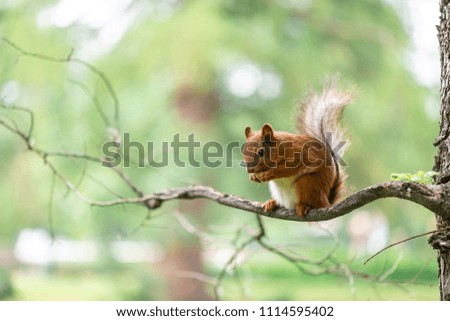 Red squirrel during molting is eating walnut on the branch in the park